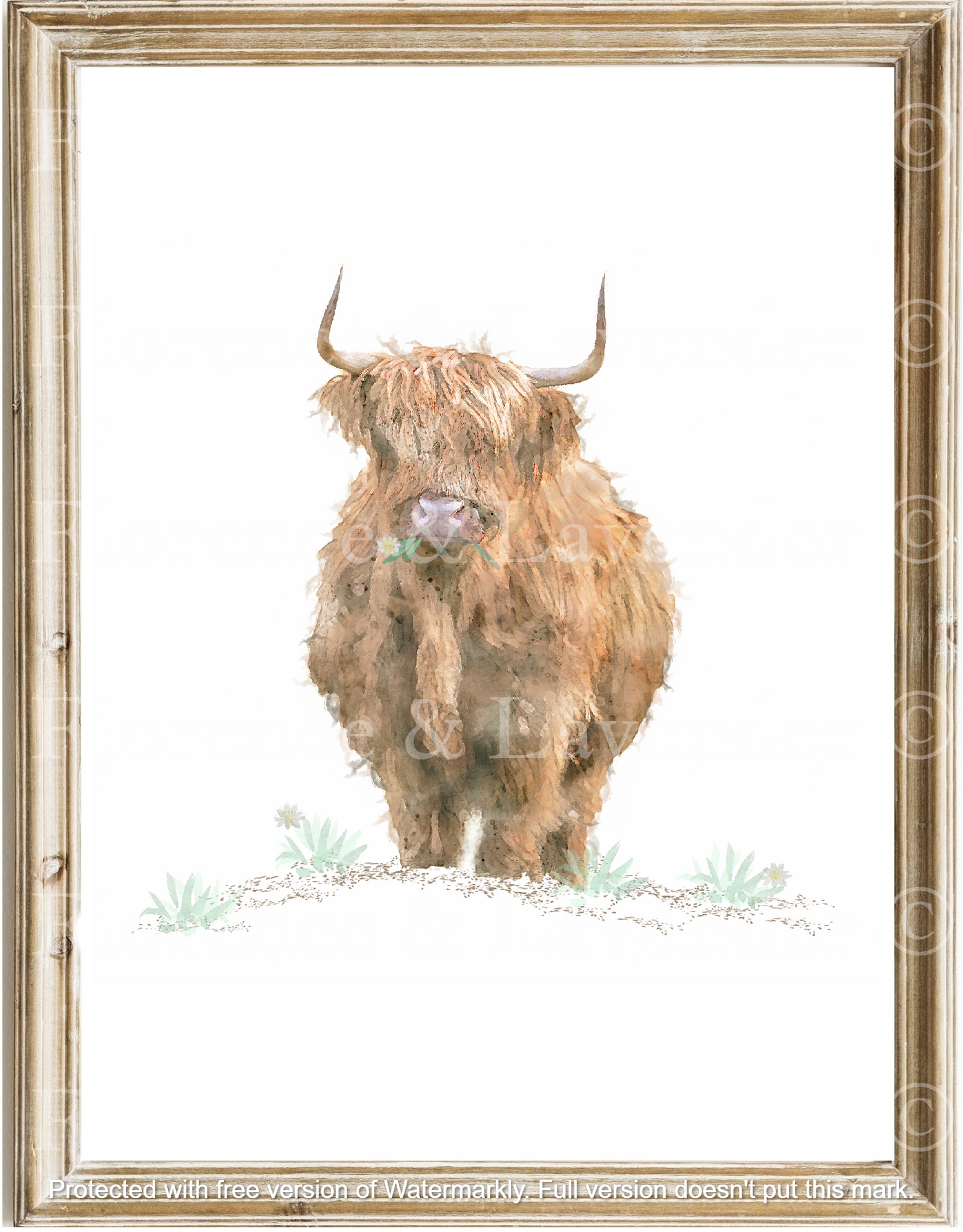'Daisy' Highland Cow Print - Florence & Lavender
