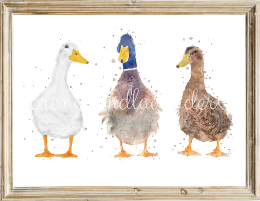 Trio Of Ducks - ''The Quackers'' - Florence & Lavender