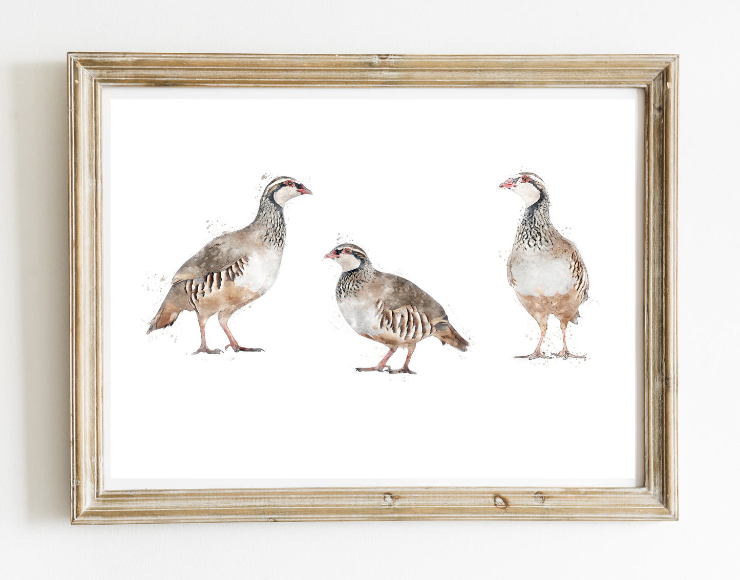 Trio of Partridges - Florence & Lavender