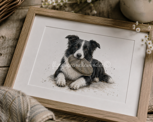 The Shepherd - Border Collie Fine Art Print
