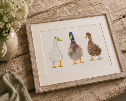 Trio Of Ducks - ''The Quackers''