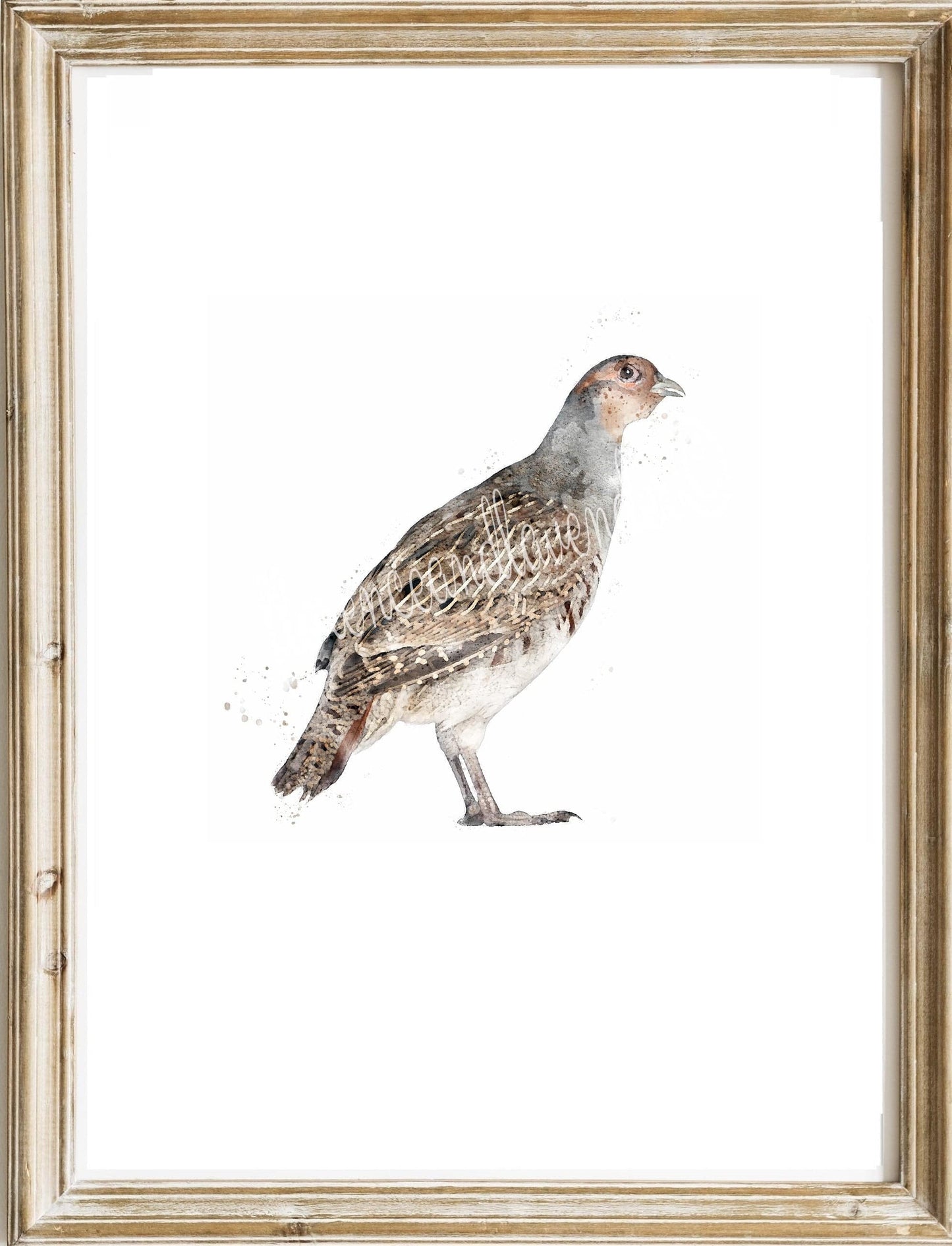 3 for 2 offer - Game Bird Prints - Florence & Lavender