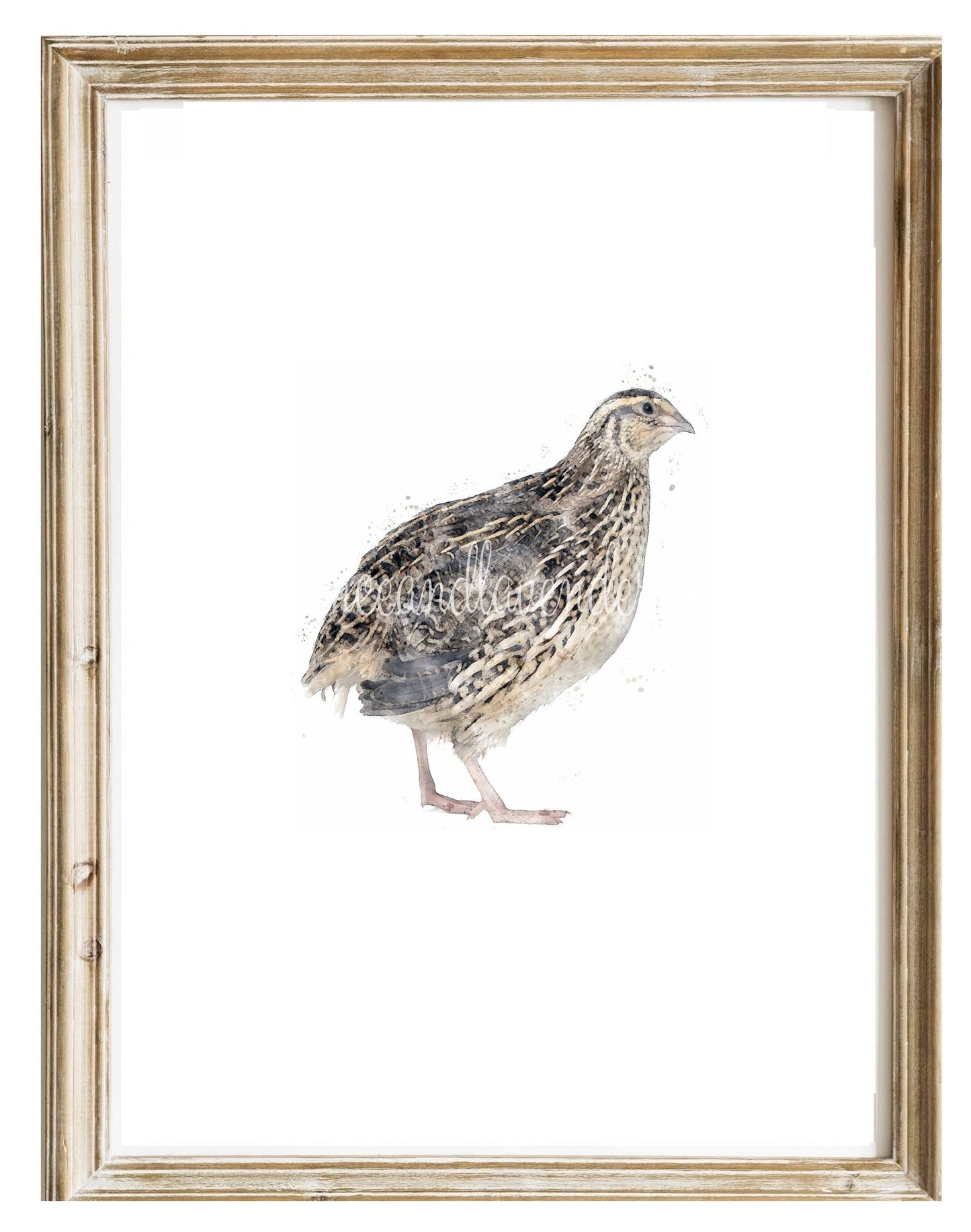 3 for 2 offer - Game Bird Prints - Florence & Lavender