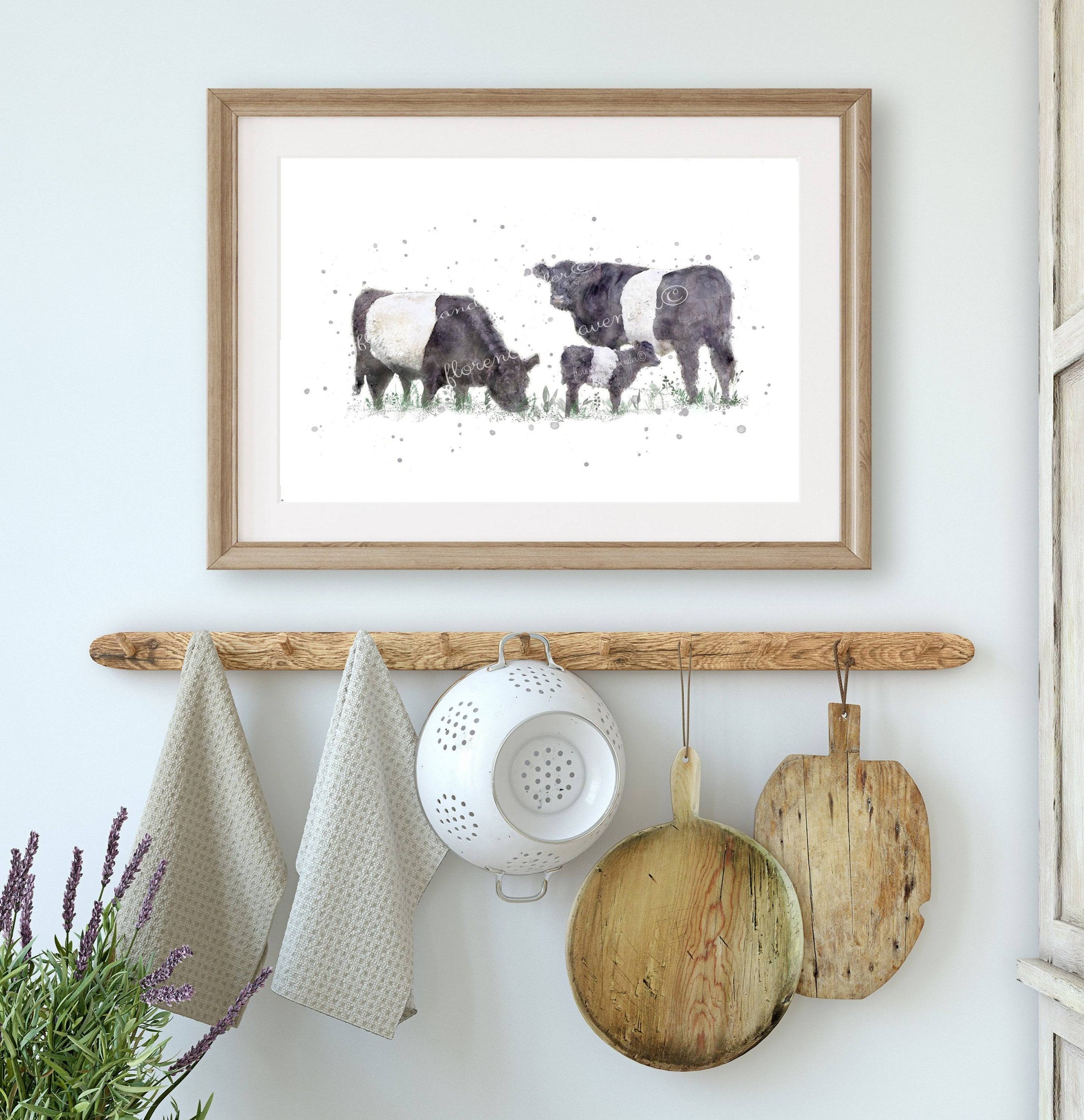 Belted Galloway Cow Print - Florence & Lavender
