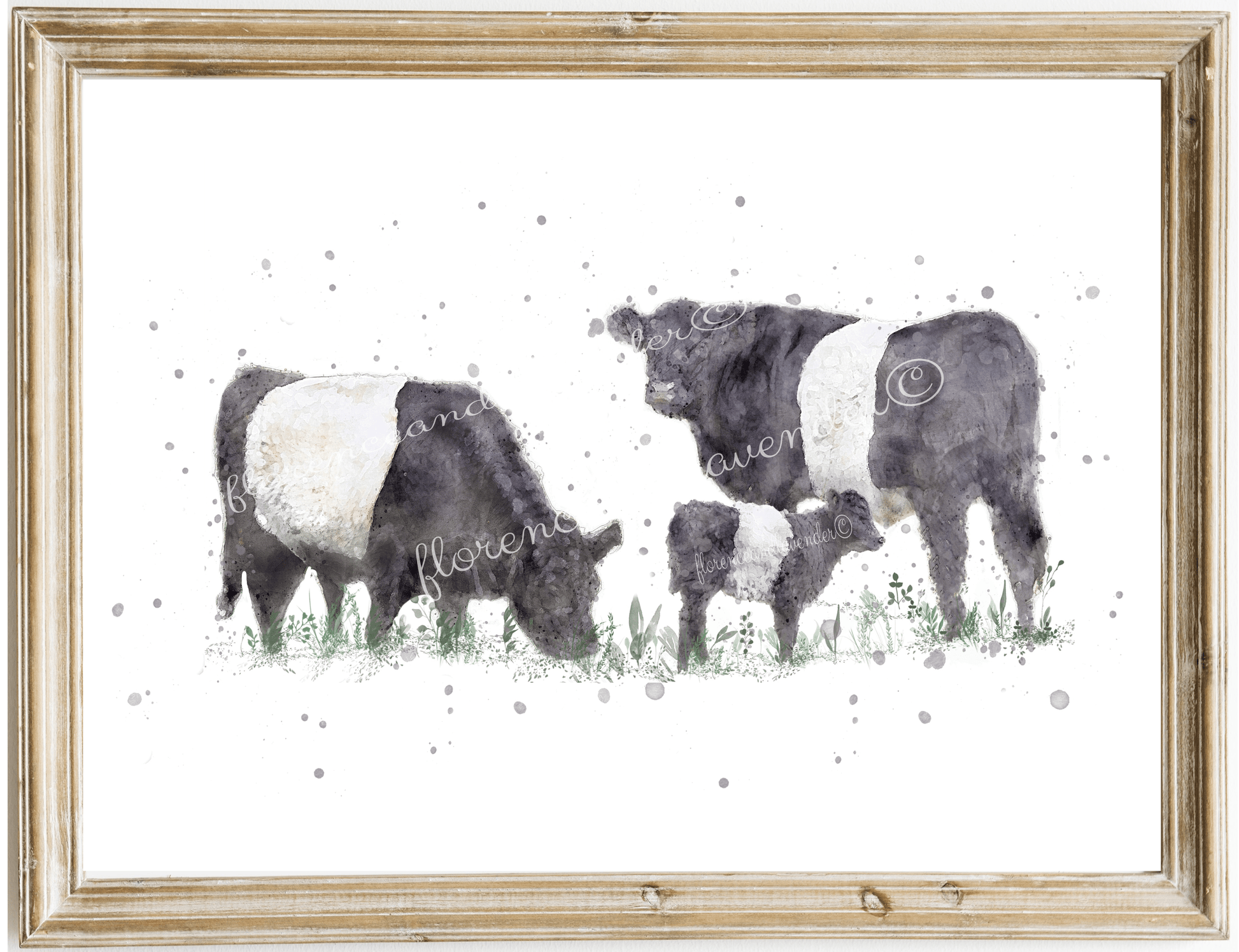 Belted Galloway Cow Print - Florence & Lavender