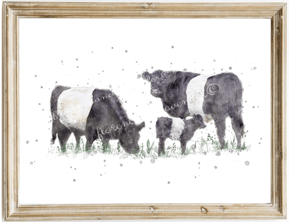 Belted Galloway Cow Print - Florence & Lavender