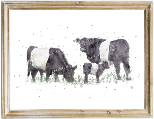 Belted Galloway Cow Print - Florence & Lavender