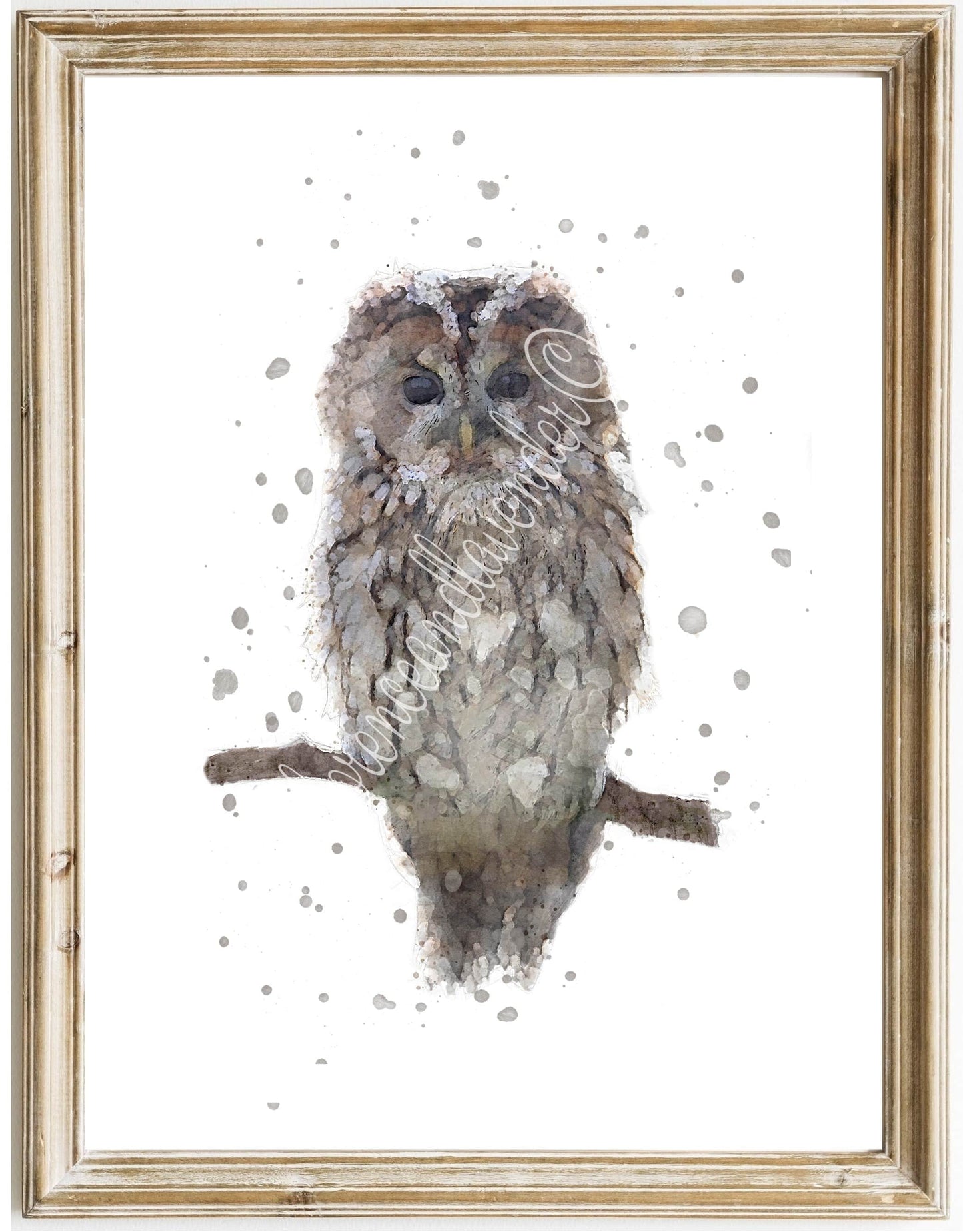 Benji - Tawny Owl - Florence & Lavender