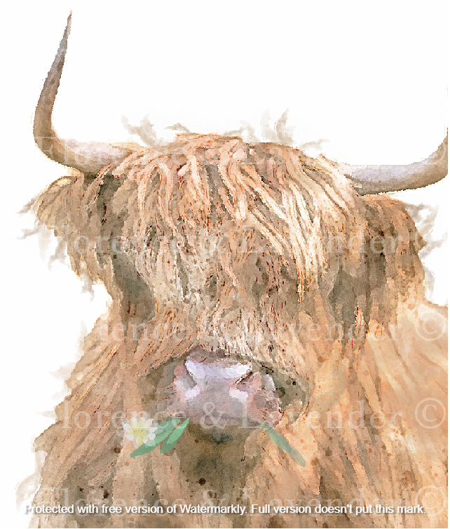 'Daisy' Highland Cow Print - Florence & Lavender
