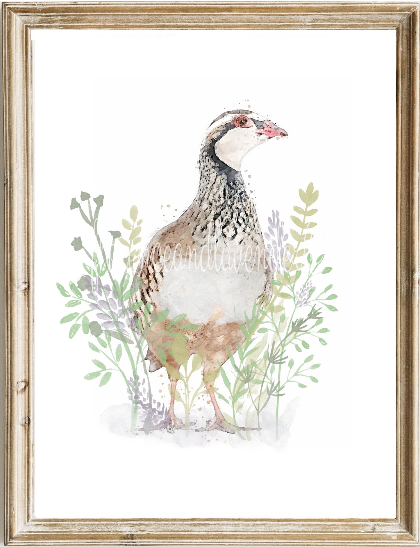 Trio of game bird prints - Florence & Lavender