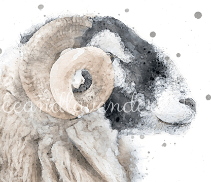 'Murphy' - Swaledale Sheep - Ram - Florence & Lavender
