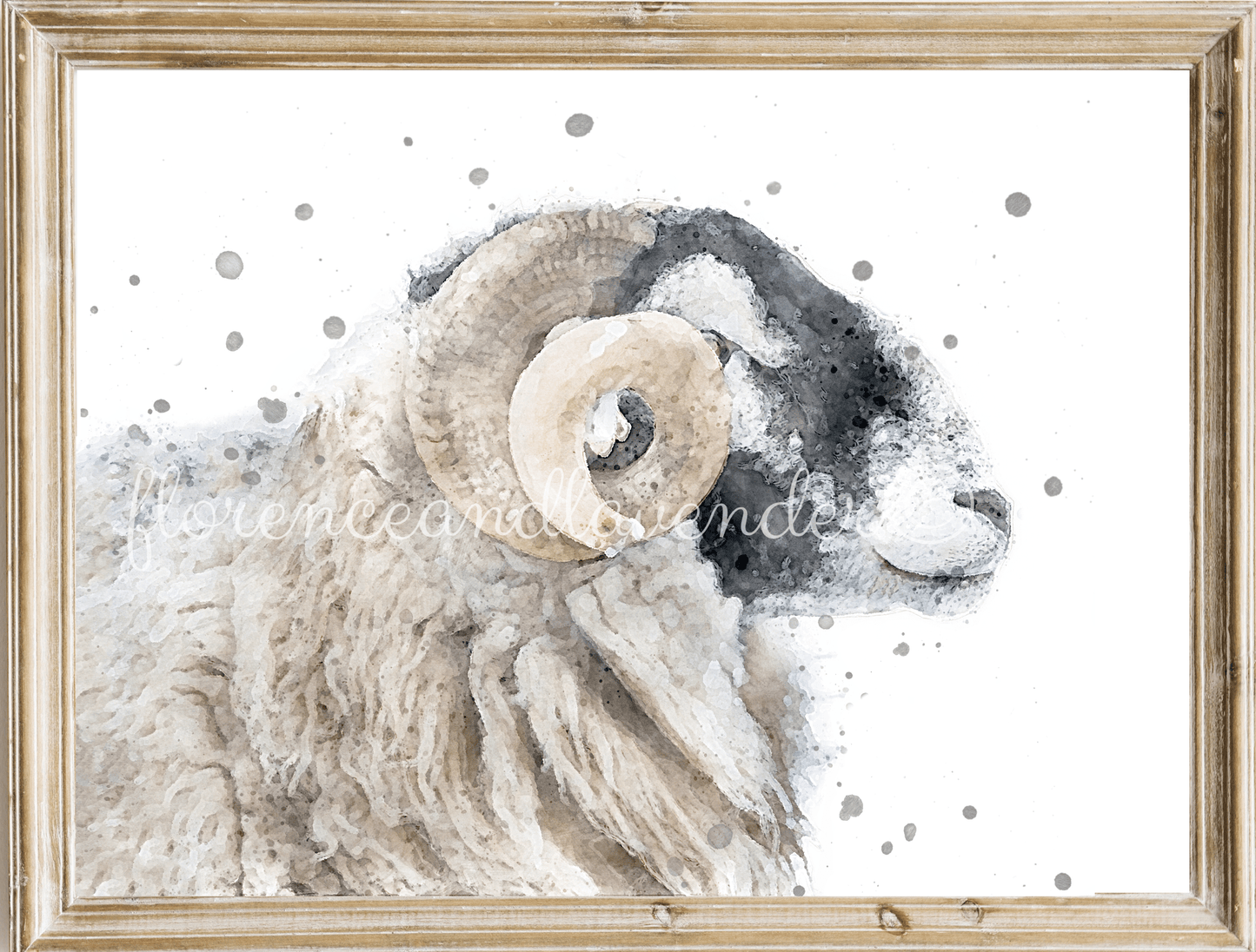 'Murphy' - Swaledale Sheep - Ram - Florence & Lavender