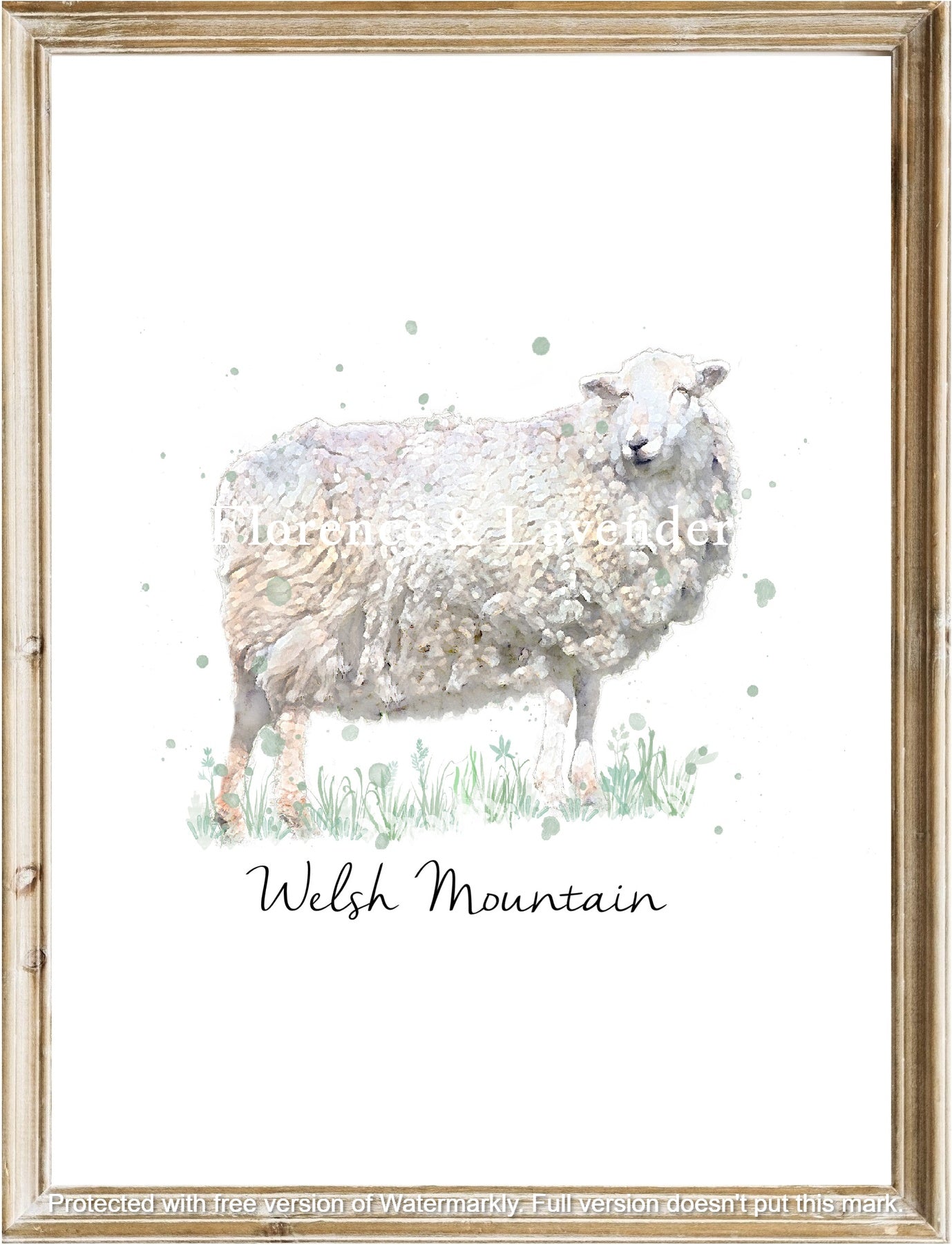 Heritage Sheep Collection - Florence & Lavender