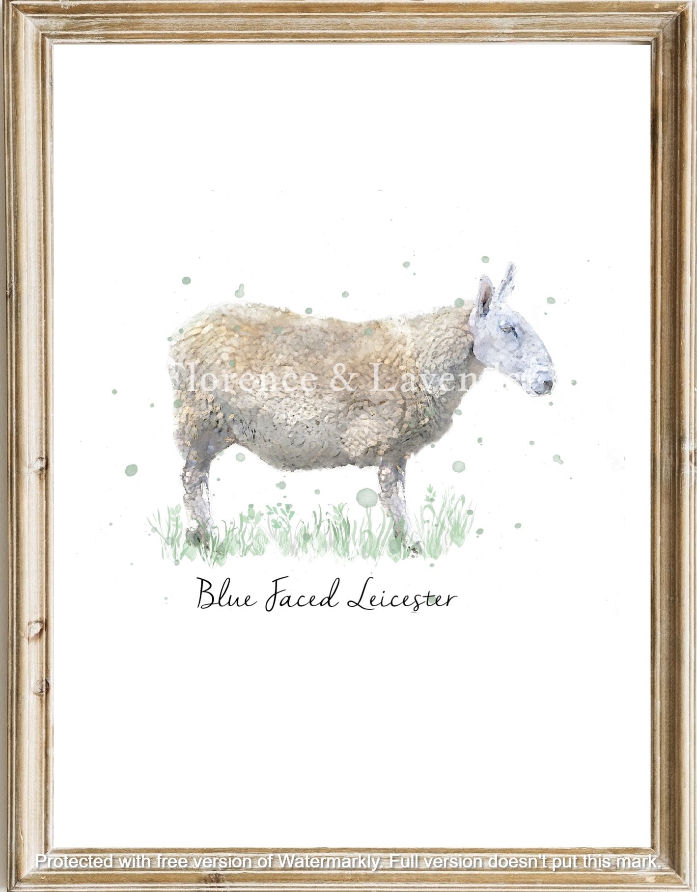 Heritage Sheep Collection - Florence & Lavender