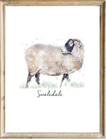 Heritage Sheep Collection - Florence & Lavender