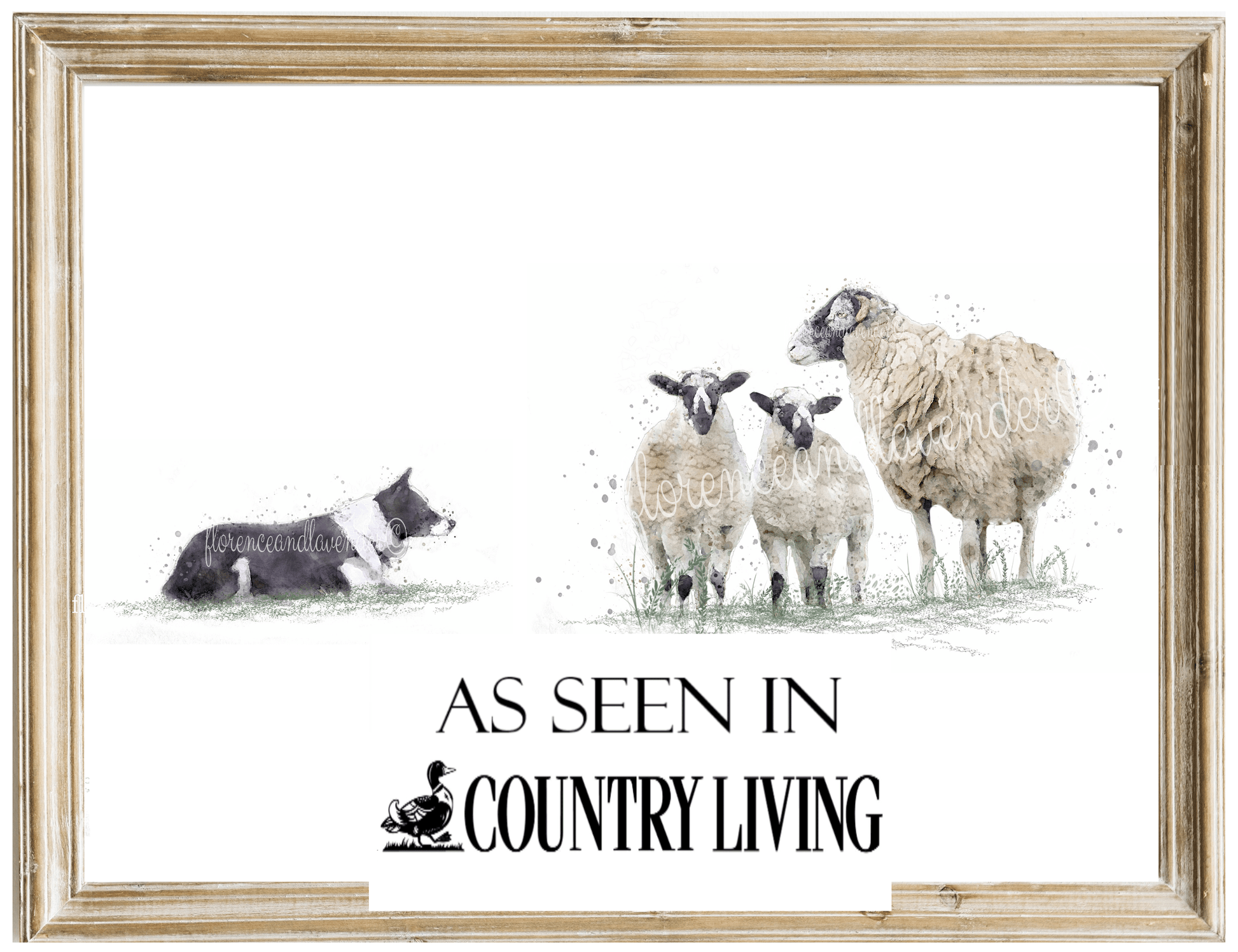 Swaledale Sheep & Border Collie Print - Florence & Lavender