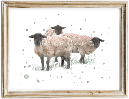 ''Team Meeting'' - Watercolour Suffolk Sheep Print - Florence & Lavender