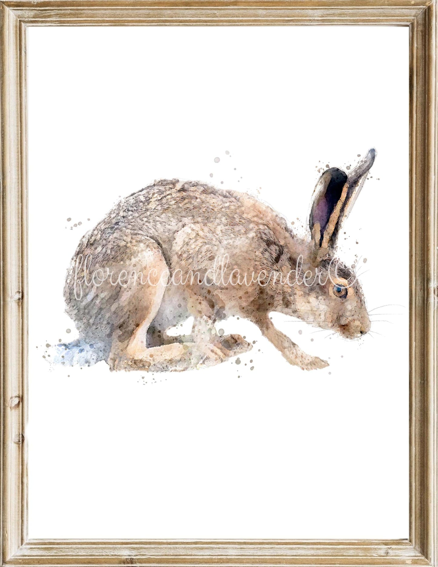 Trio Of Fine Art Hare Prints - Florence & Lavender